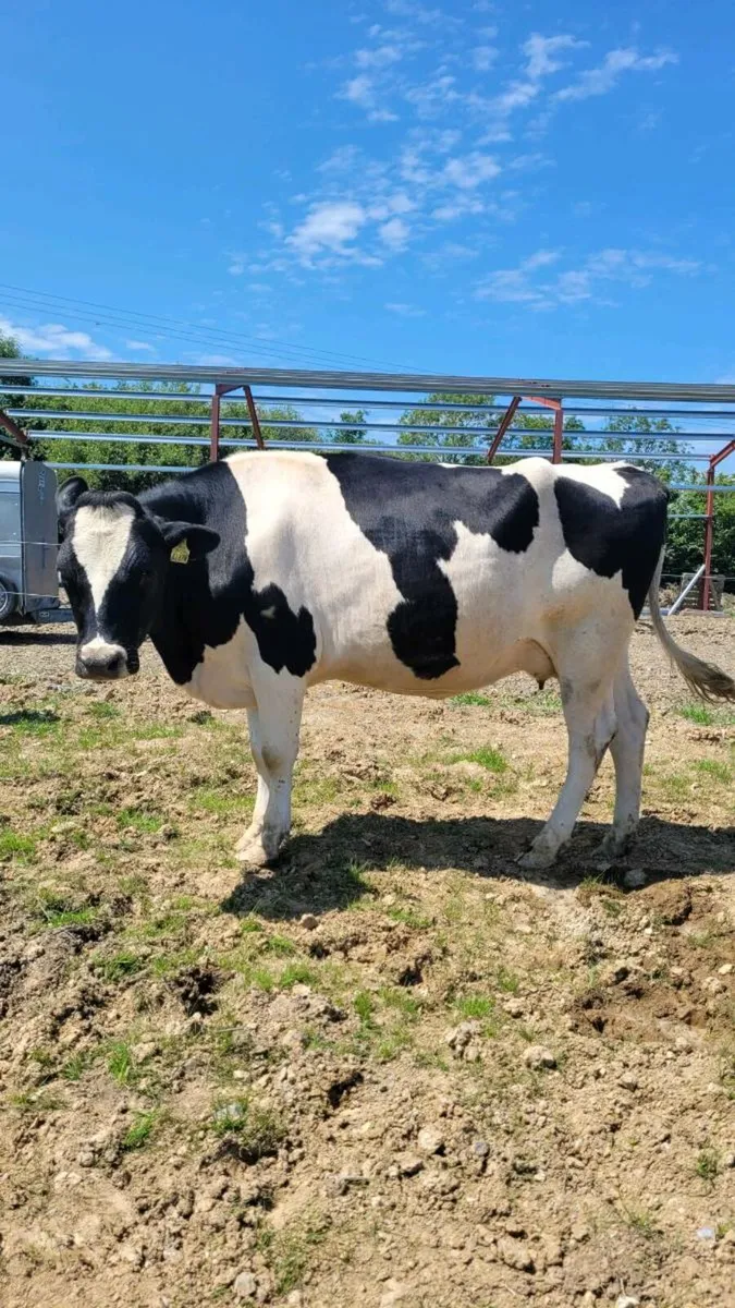 Incalf cows - Image 3