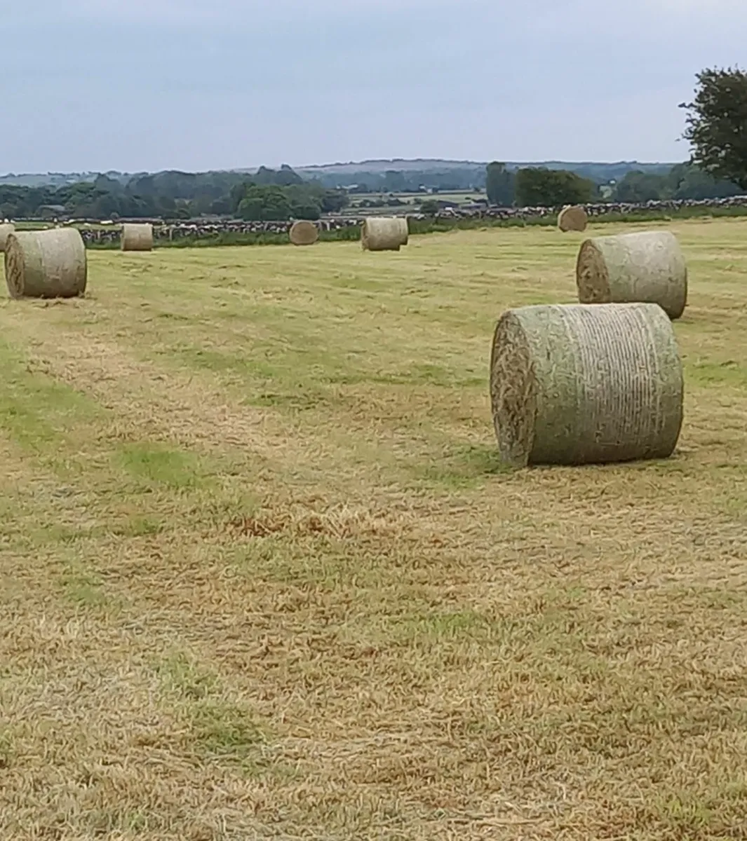Hay (Dysart) square and round bales - Image 2