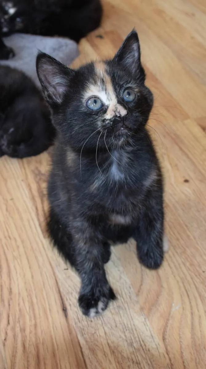 Kittens - Image 4