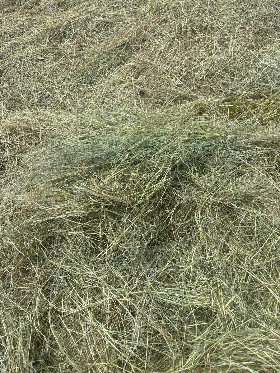 Haylage - Image 4