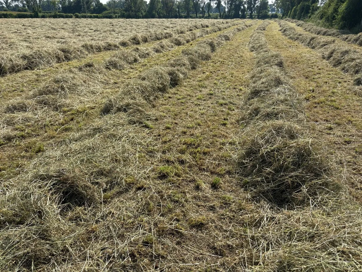 500 Top Quality Bales Hay (Located Main N4) - Image 2