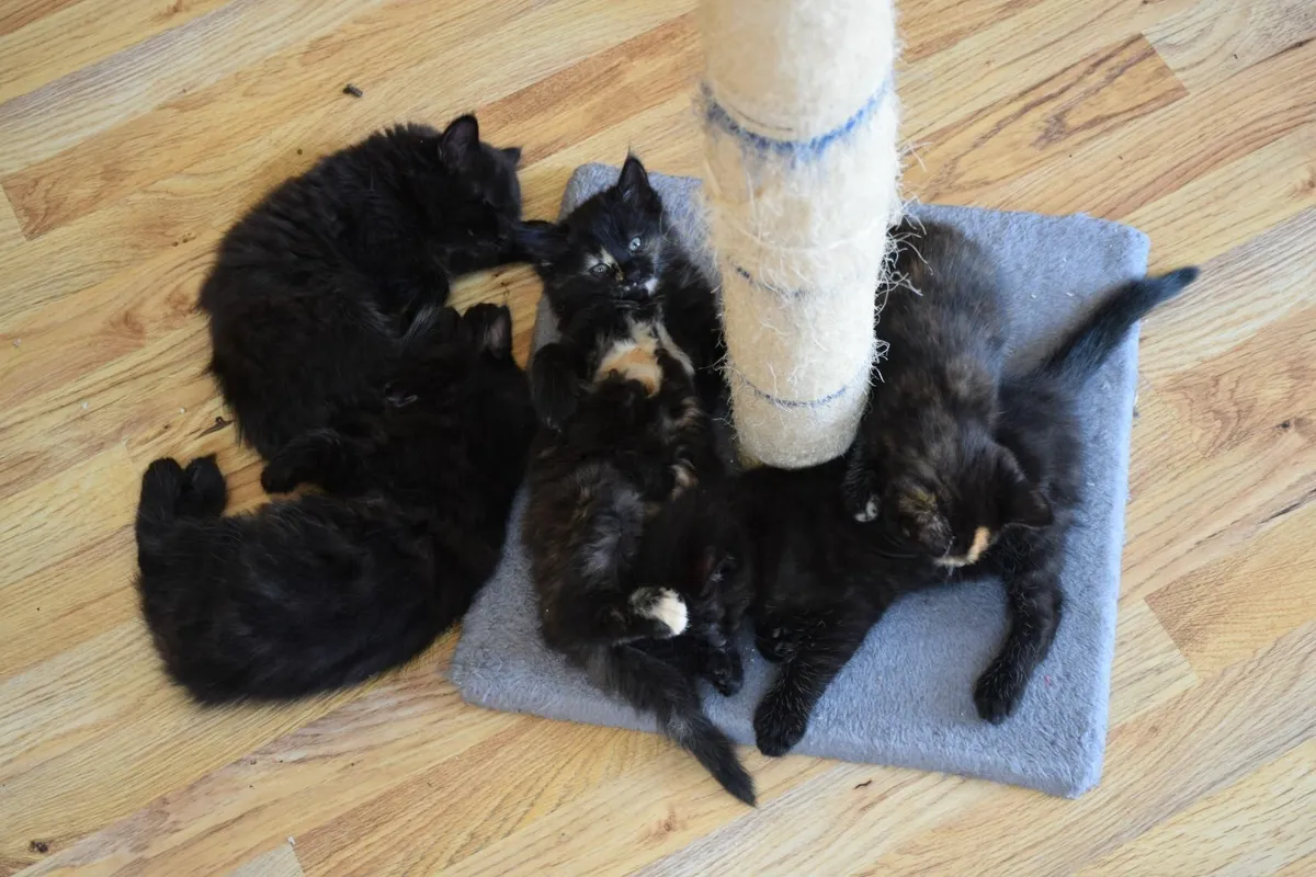 Kittens - Image 1