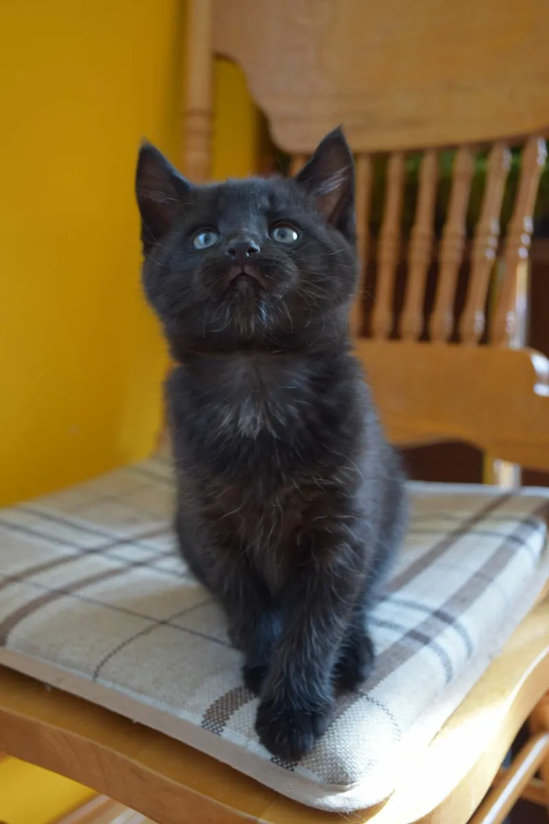Kittens - Image 2
