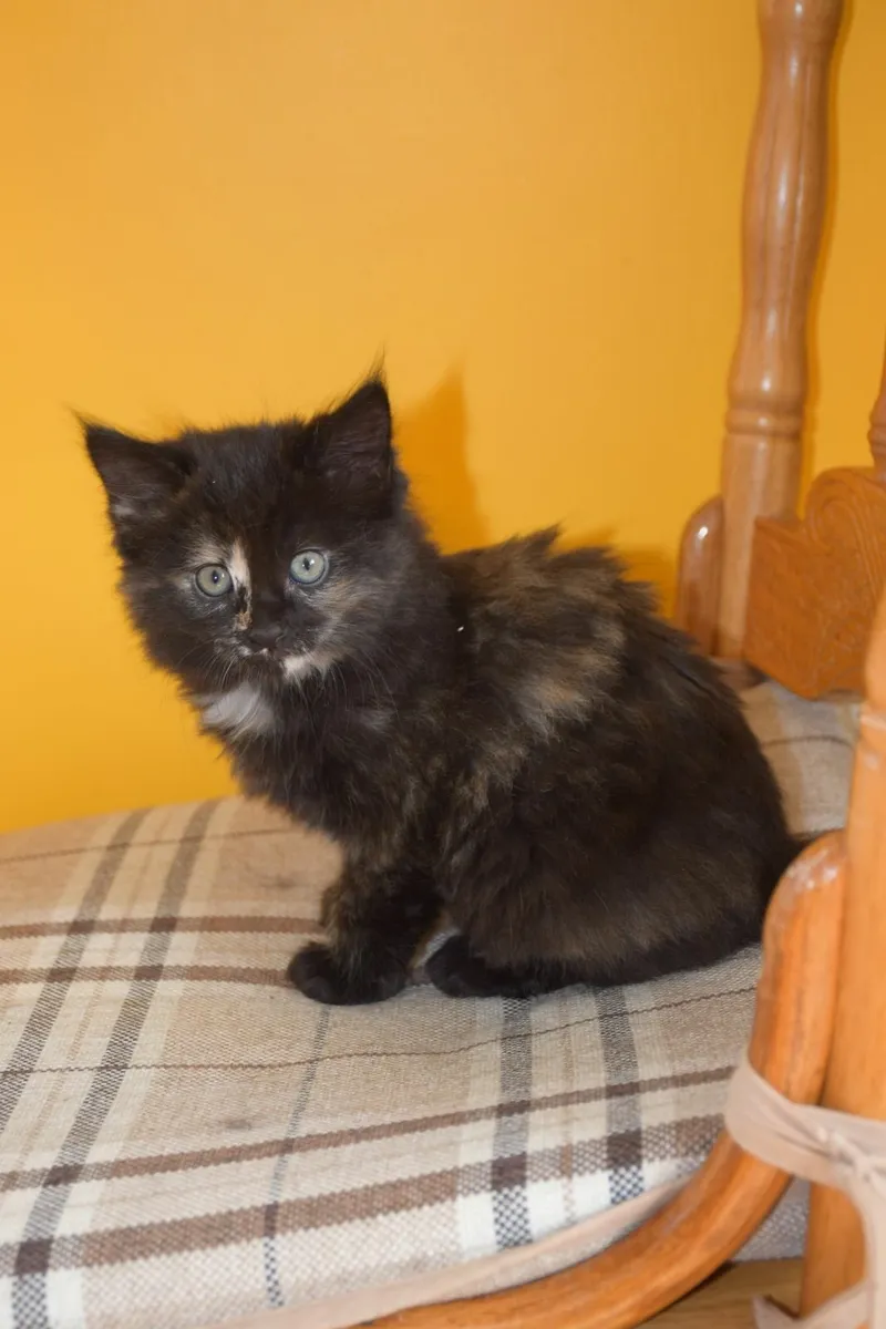 Kittens - Image 3