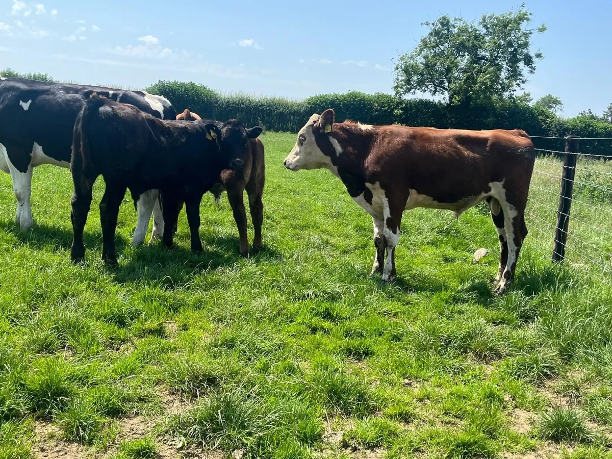 5 super  Hereford and Angus store  bullocks - Image 1