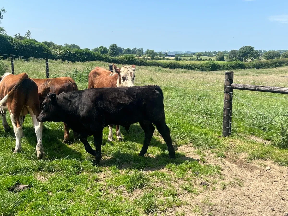 5 super  Hereford and Angus store  bullocks - Image 3