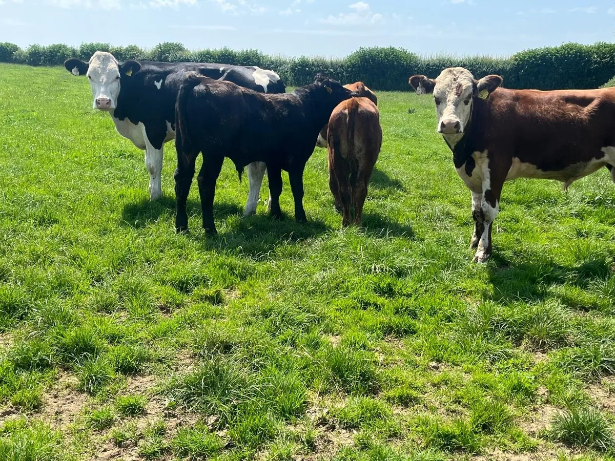 5 super  Hereford and Angus store  bullocks - Image 4