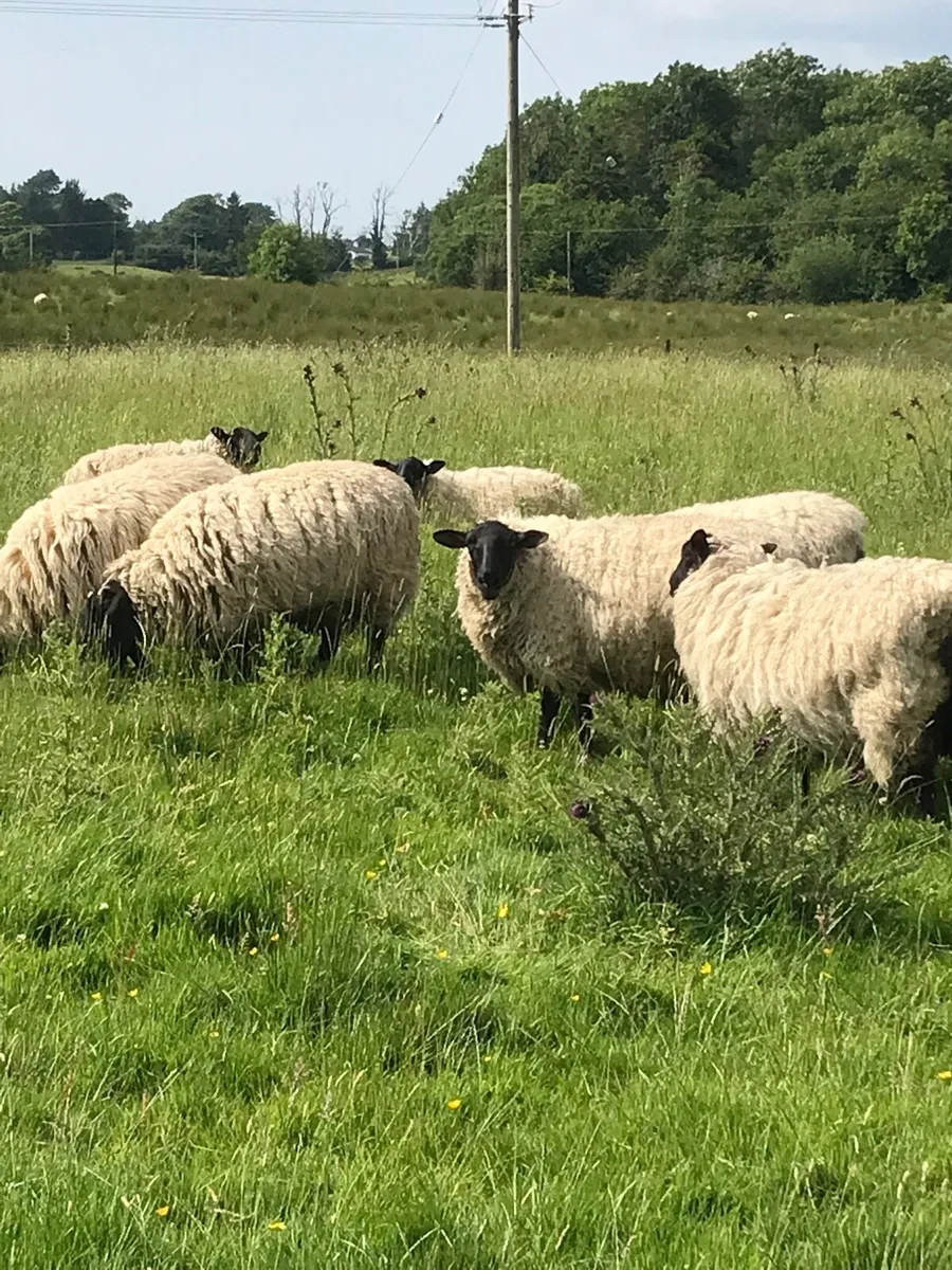 Super Weather Hoggets and Cull Ewes - Image 1