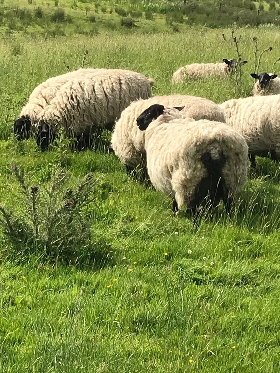 Super Weather Hoggets and Cull Ewes - Image 2