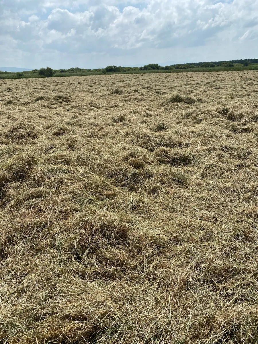 Hay bales - Image 1