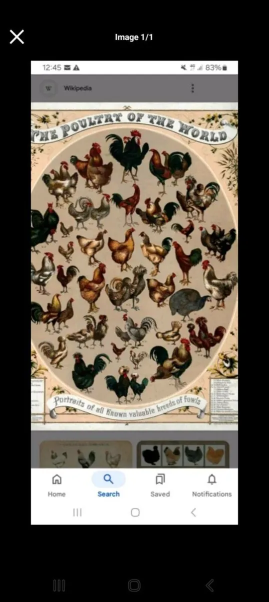 Bird and small animal courier service - Image 1