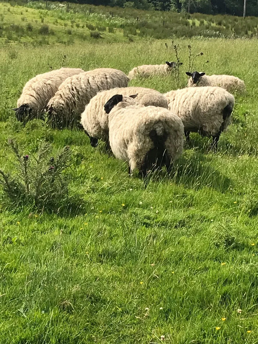 Super Weather Hoggets and Cull Ewes - Image 3