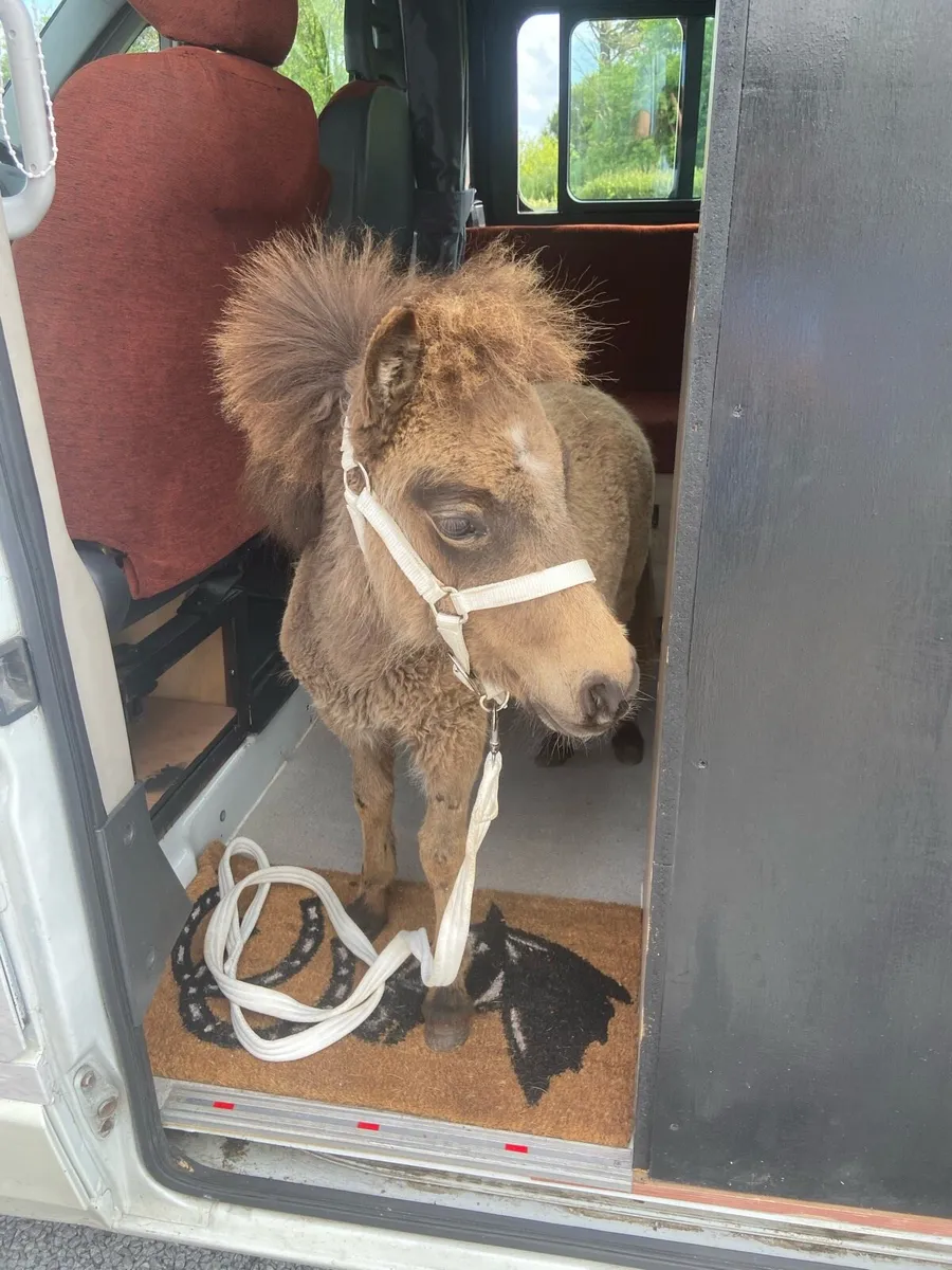 TINY MINIATURE THERAPY PONY €1250 - Image 1