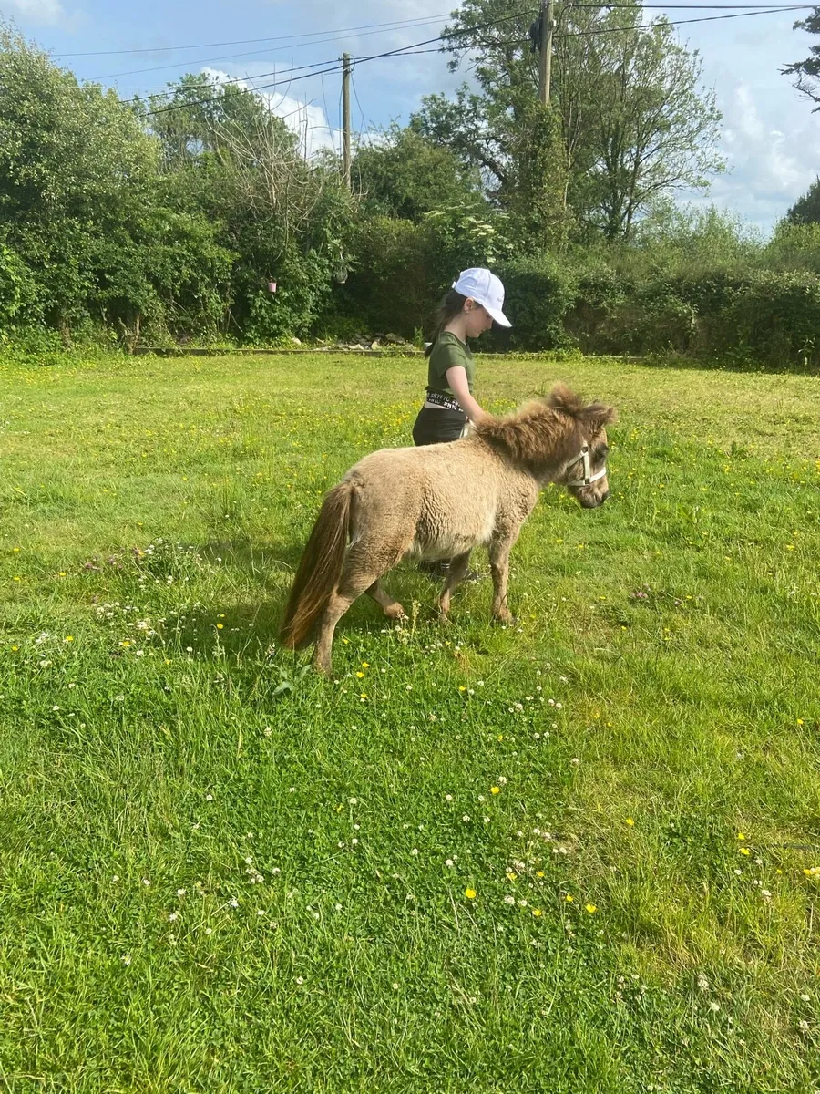 TINY MINIATURE THERAPY PONY €1250 - Image 2