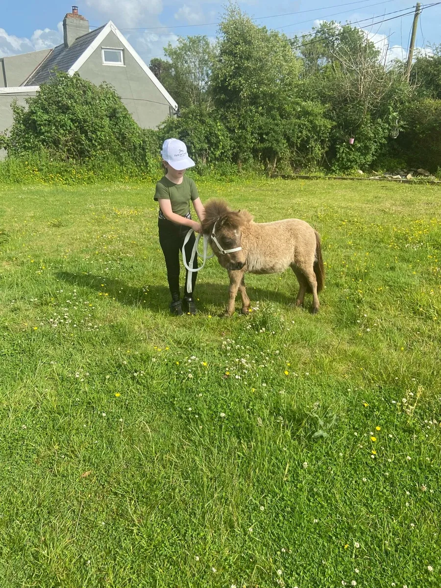 TINY MINIATURE THERAPY PONY €1250 - Image 3