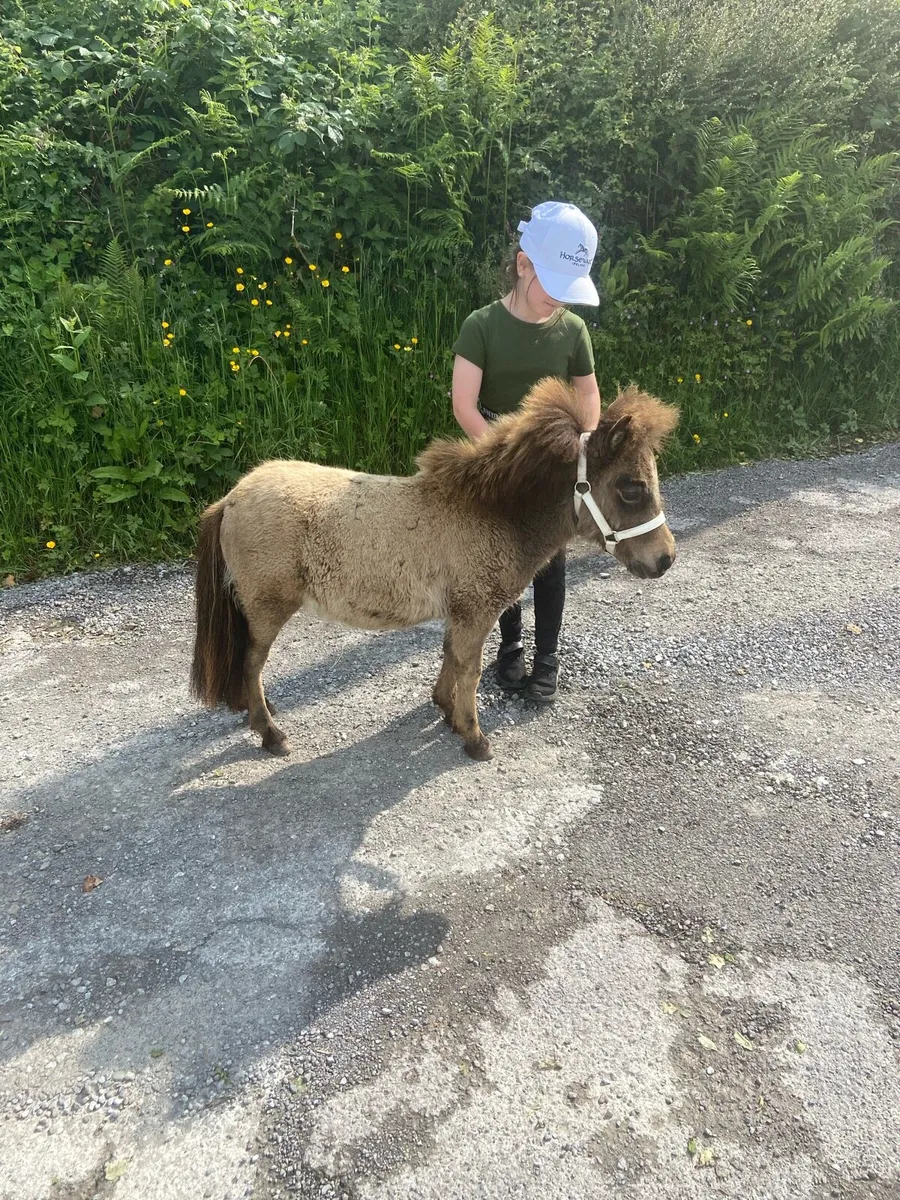 TINY MINIATURE THERAPY PONY €1250 - Image 4