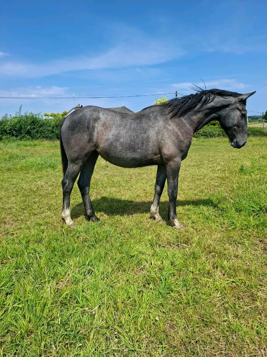Irish draught/irish sport horse 1& 2 year olds - Image 4