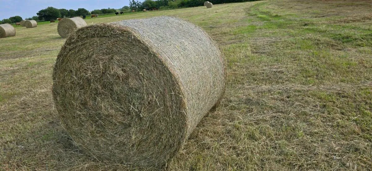 Bales of Hay - Image 2