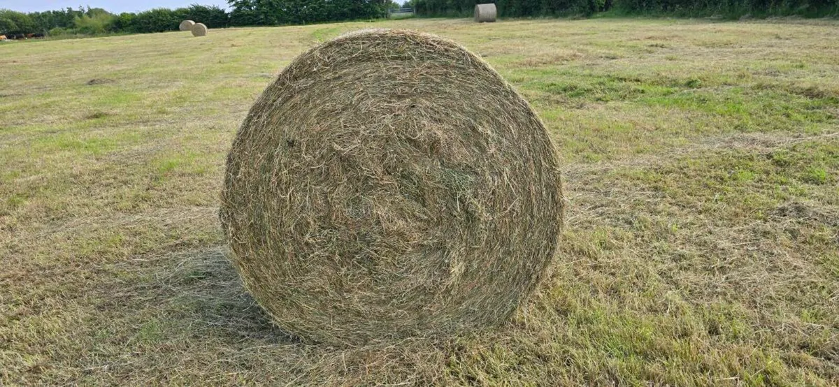 Bales of Hay - Image 1
