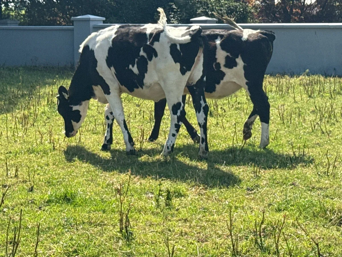 5 Fresian Heifers - Image 2