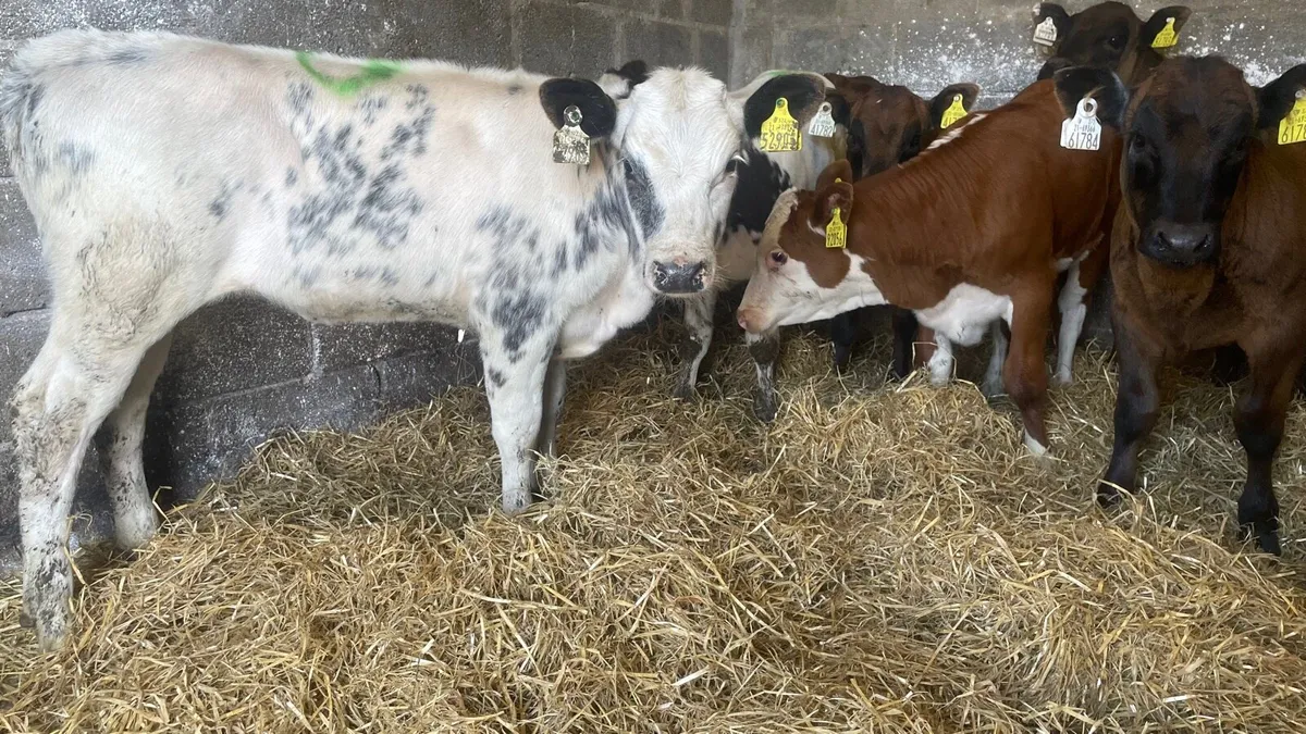 Belgian Blue and Limousine Heifer Runners - Image 1