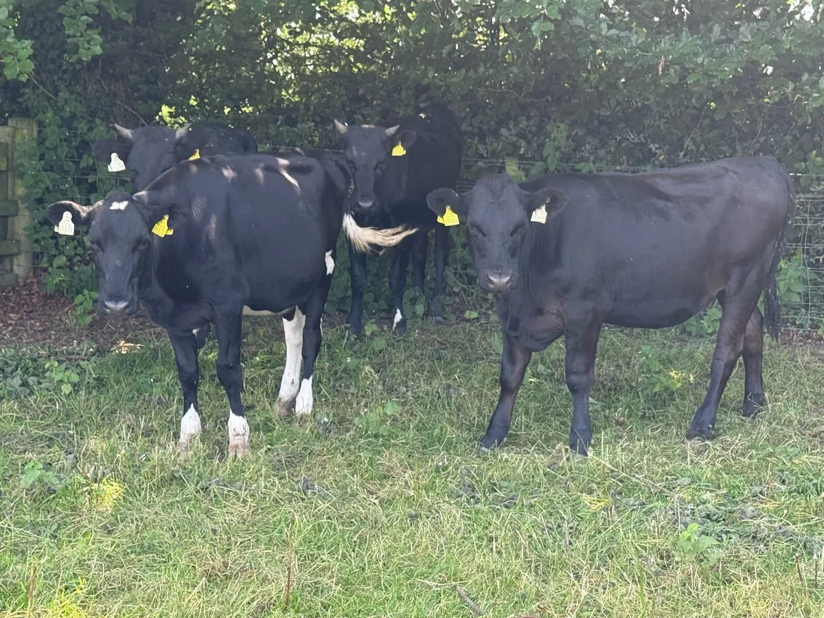 4 Fresian heifers HIGH EBI (350kgs) - Image 1