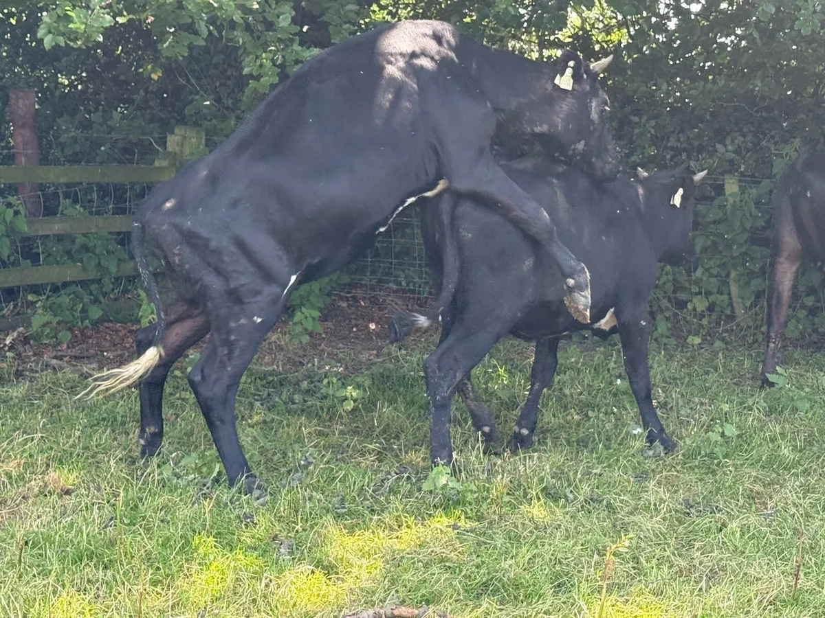 4 Fresian heifers HIGH EBI (350kgs) - Image 3