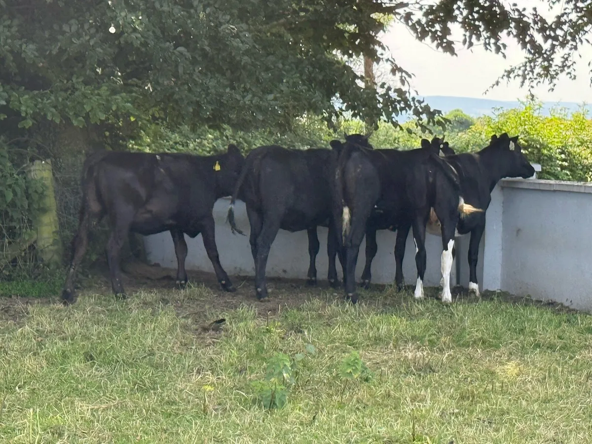 4 Fresian heifers HIGH EBI (350kgs) - Image 4