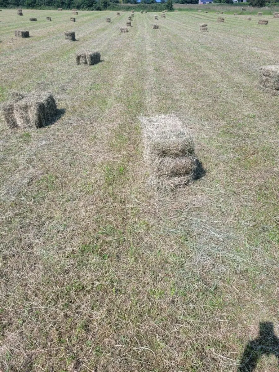 Square bales of hay