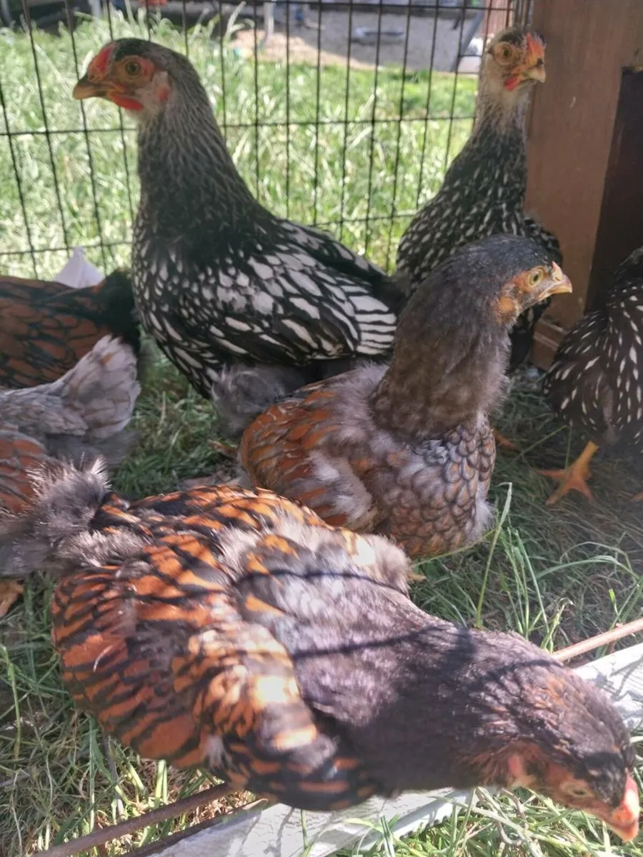 Wyandotte roosters - Image 1