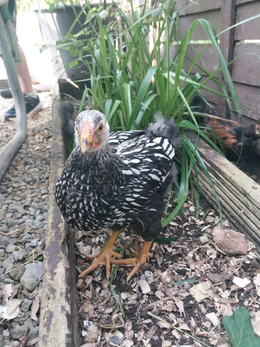 Wyandotte roosters - Image 2