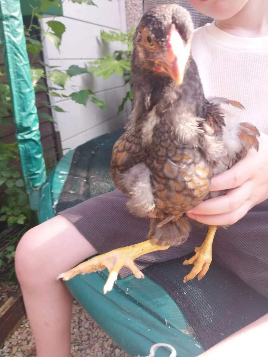 Wyandotte roosters - Image 3