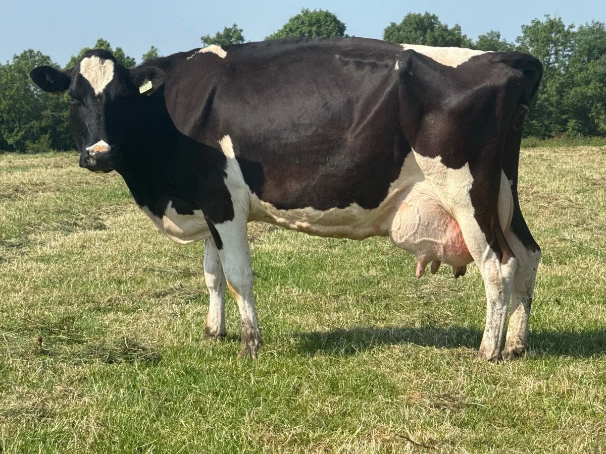 2 Fresian cows to rear calves! - Image 2