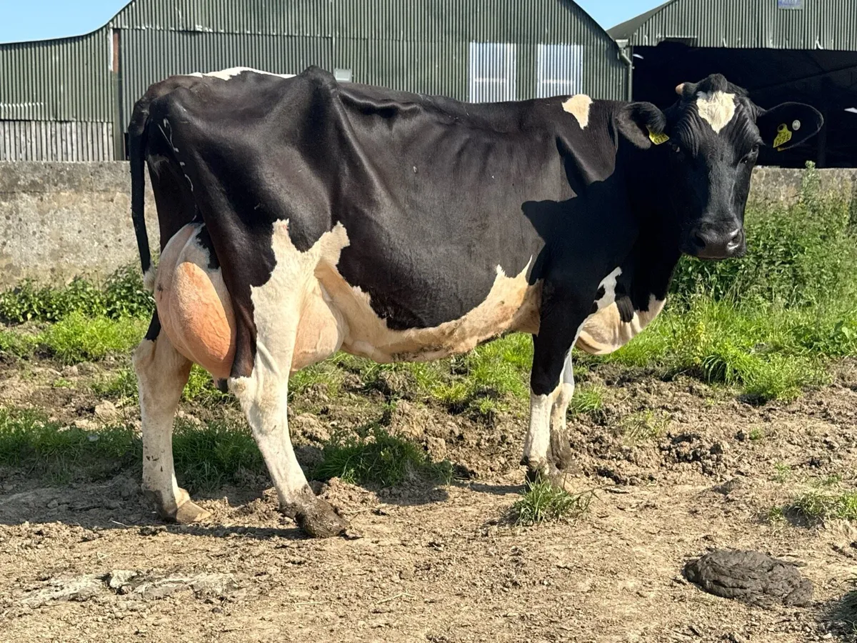 2 Fresian cows to rear calves! - Image 1