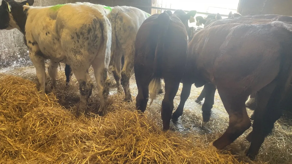 Belgian Blue and Limousine Heifer Runners - Image 2