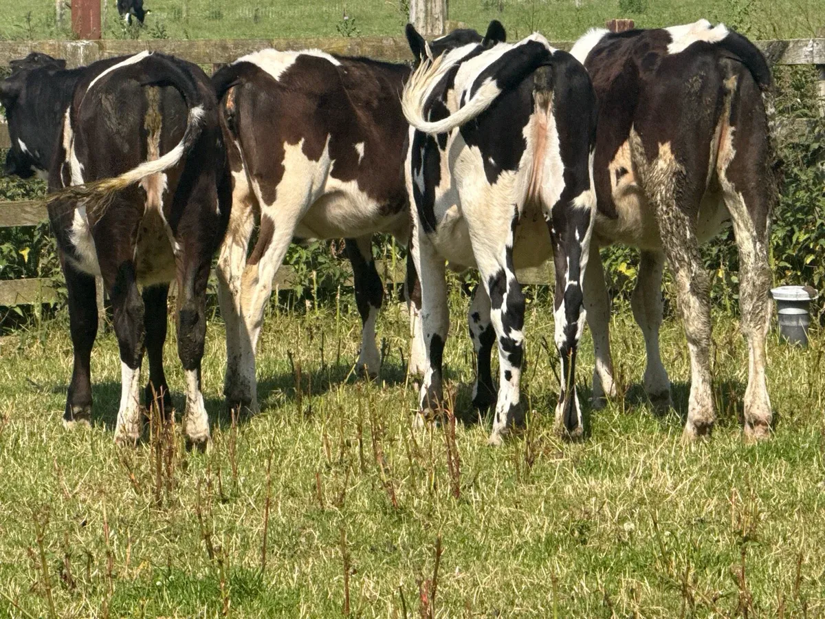 5 Fresian Heifers - Image 3