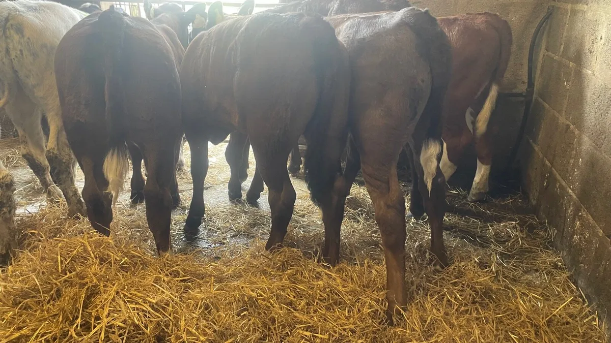 Belgian Blue and Limousine Heifer Runners - Image 3