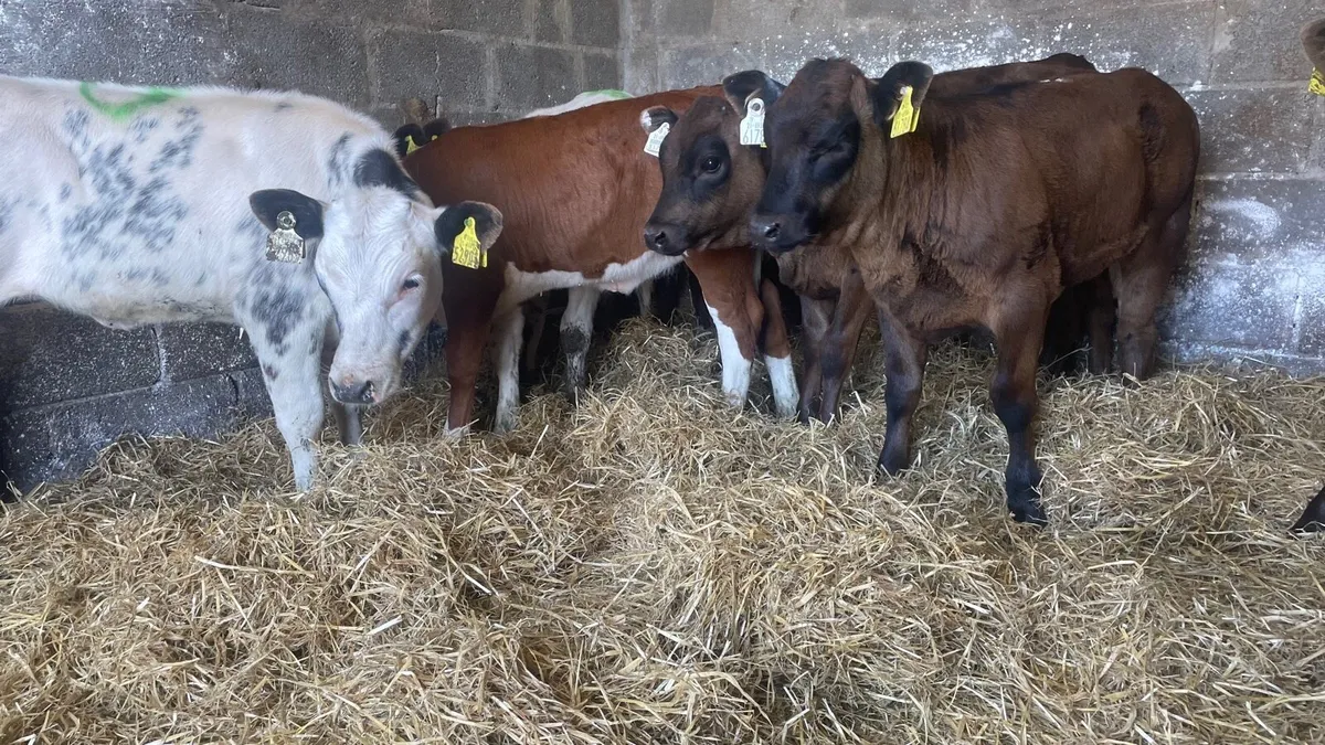 Belgian Blue and Limousine Heifer Runners - Image 4