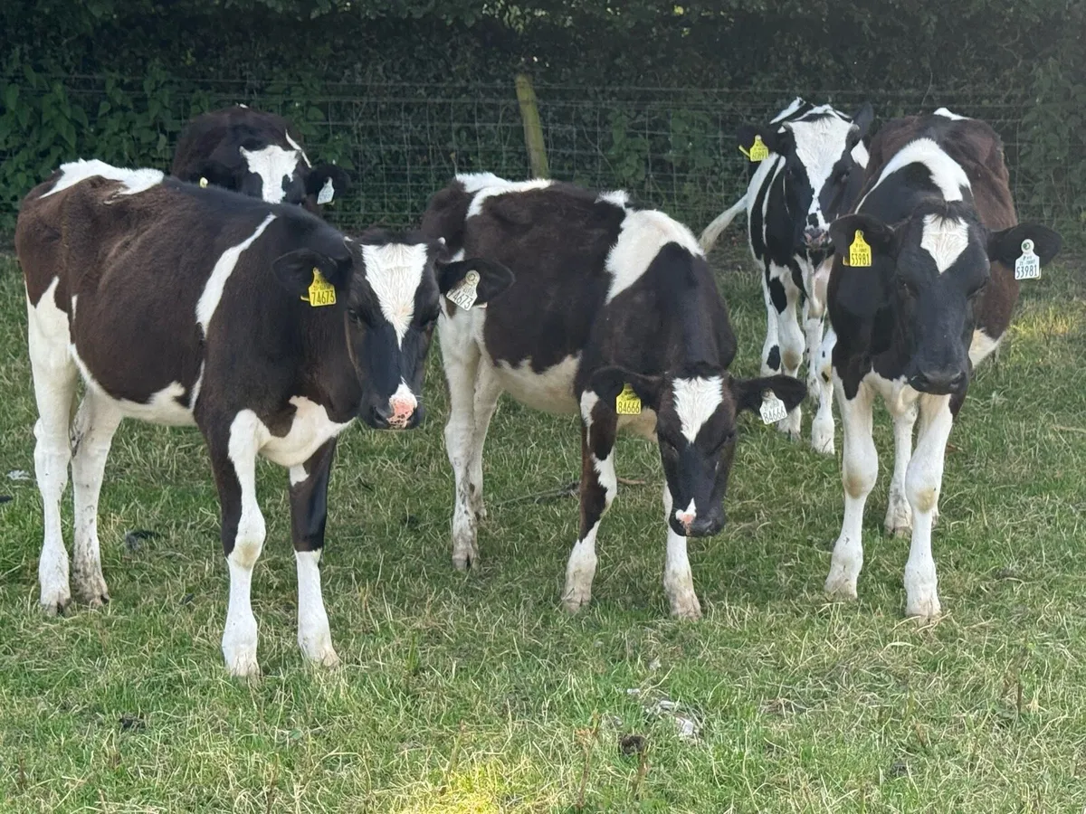 5 Fresian Heifers - Image 4