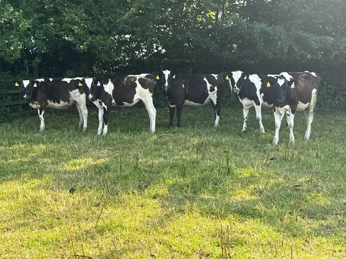 5 Fresian Heifers - Image 1