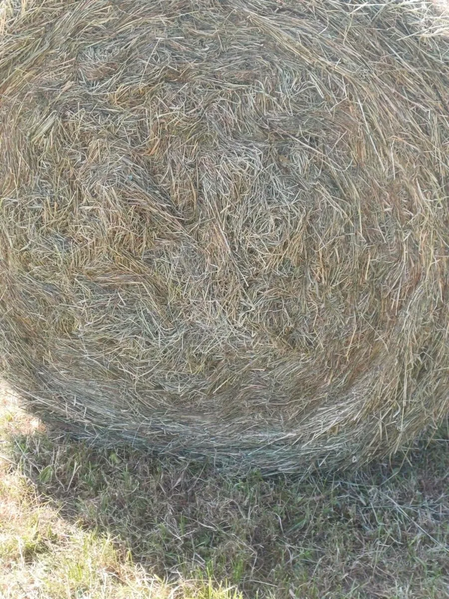 Hay⁹ - Image 2