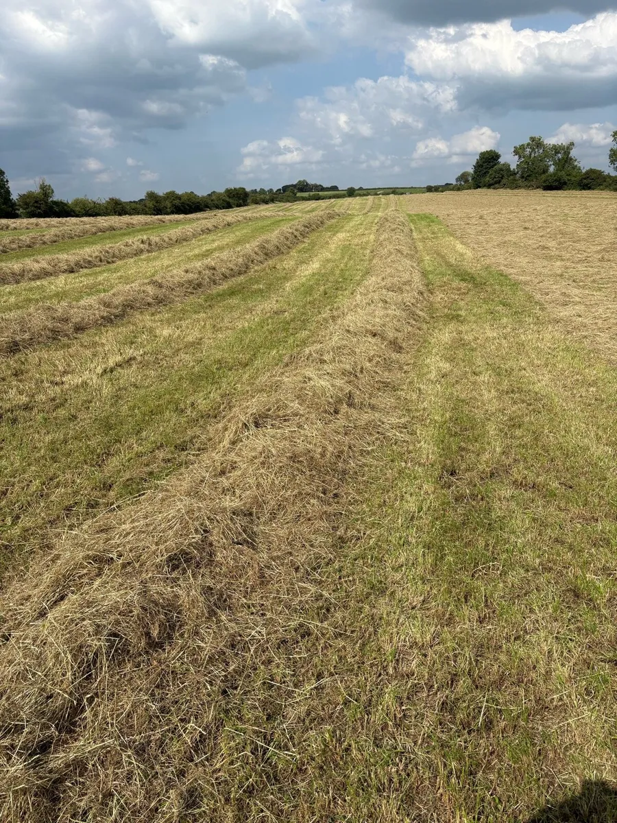 Hay for sale - Image 1