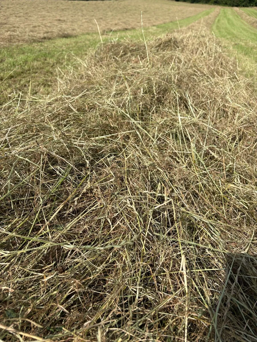 Hay for sale - Image 2