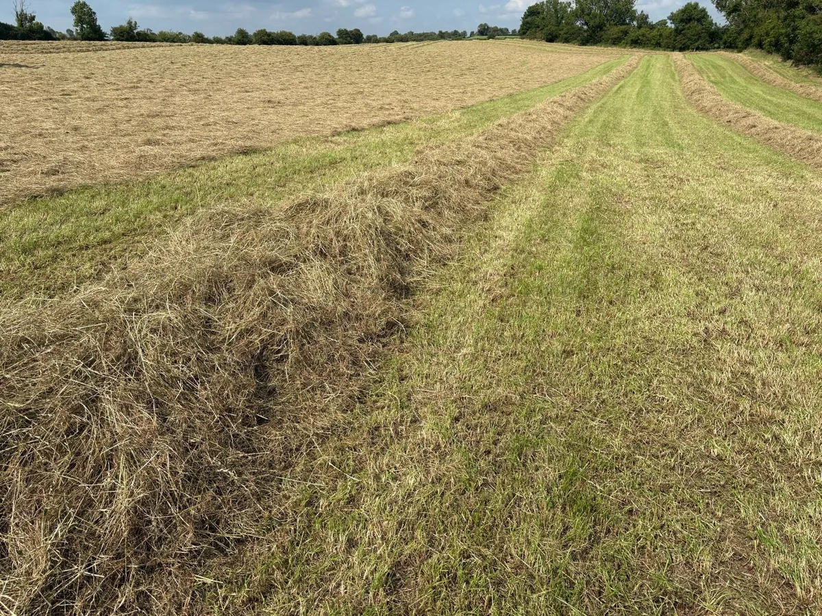 Hay for sale - Image 3