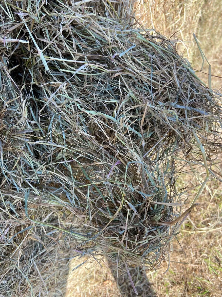 Hay - Image 1