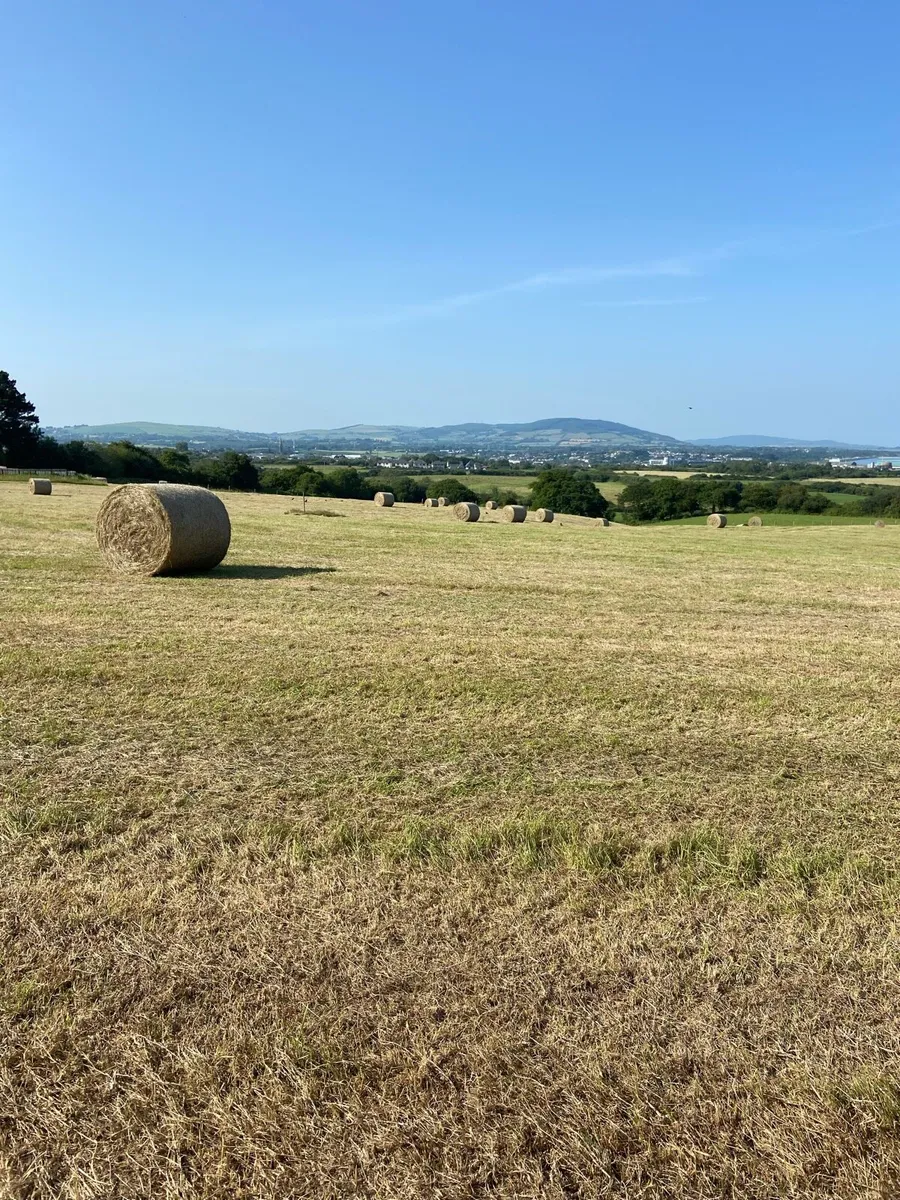Hay - Image 2