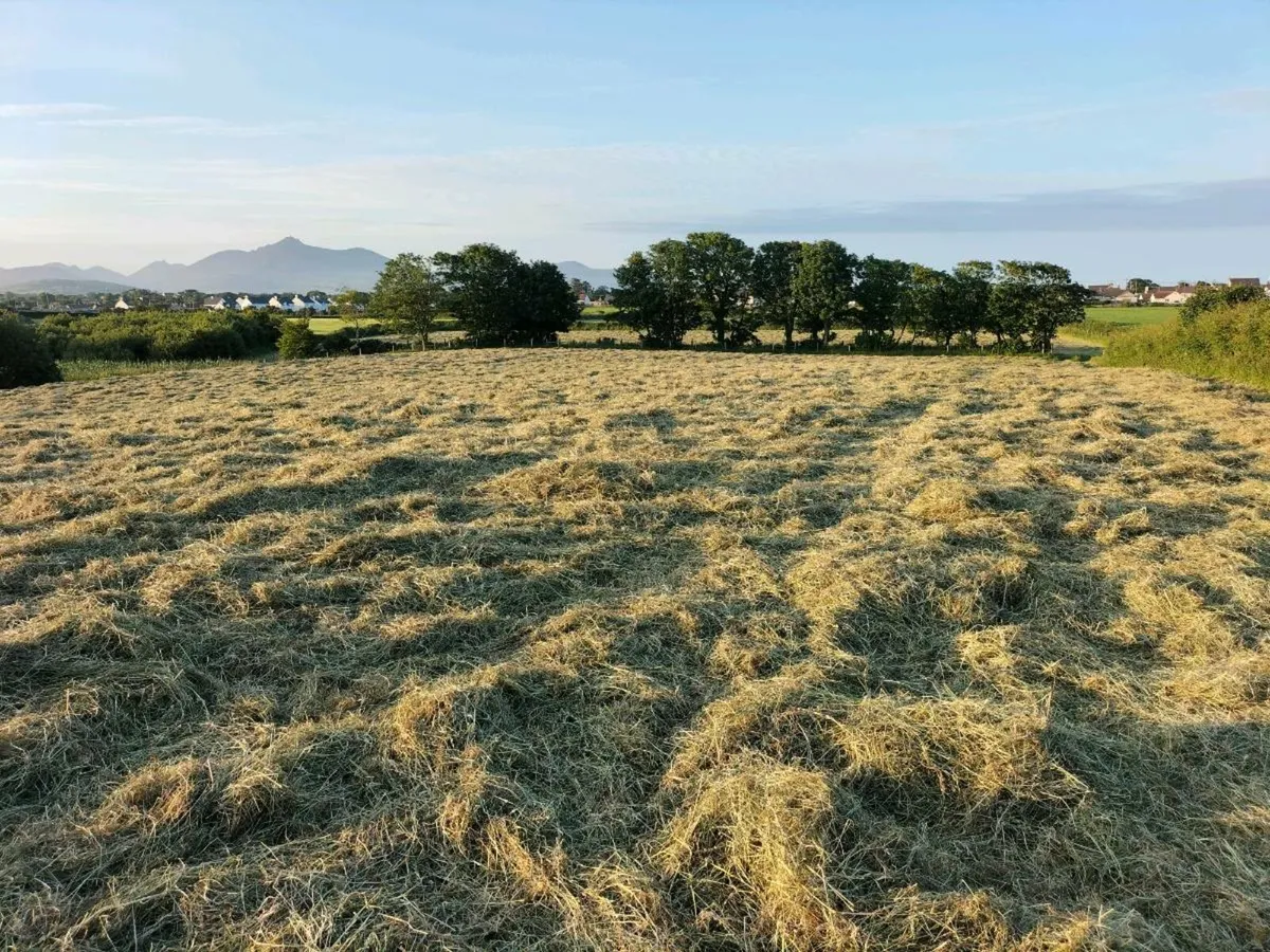 Hay for sale