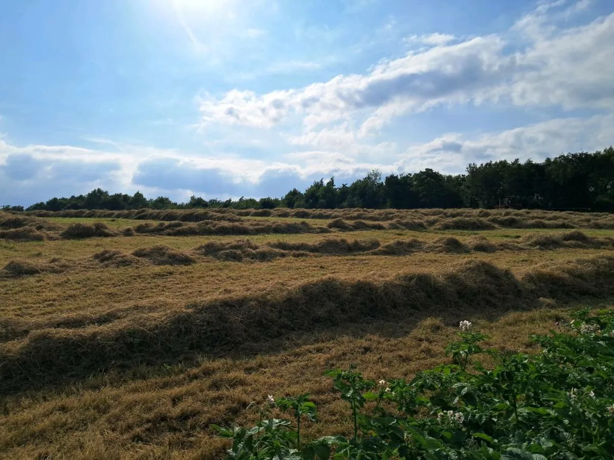 Hay - Image 1
