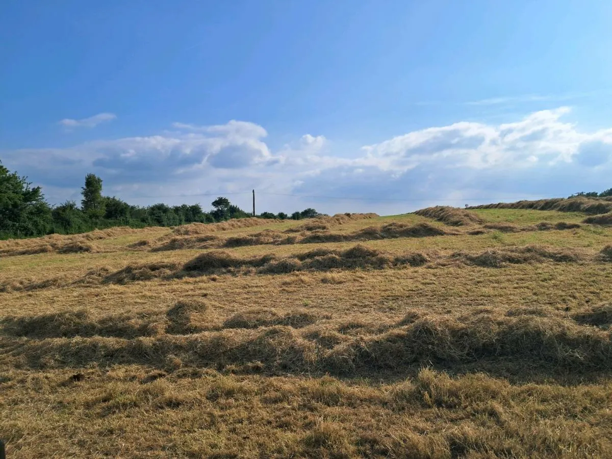 Hay - Image 2