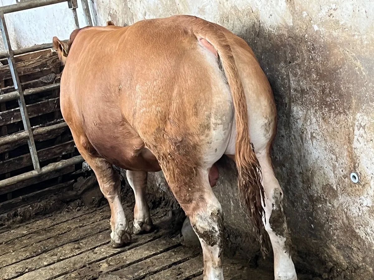 PBR Limousin Bull - Image 4